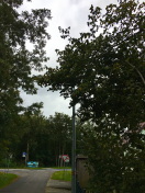 Foto: Äste über der Straße 